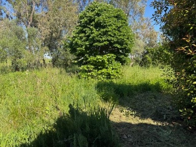 Foto Villa bifamiliare a Pisa Ospedaletto di 80 m² con 3 locali in affitto