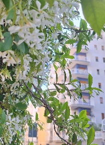 Foto Appartamento a Palermo in vendita