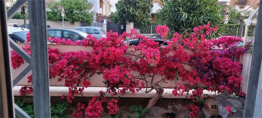 Foto Appartamento in Via Roma, Ladispoli Zona Domitilla di 60 m² in affitto