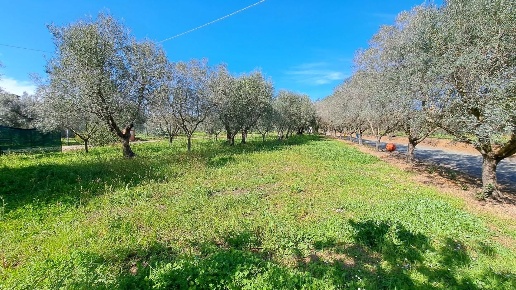 immagine annuncio 5 di 12