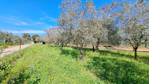 immagine annuncio 6 di 12