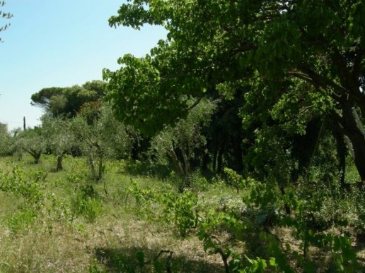 immagine annuncio 5 di 8