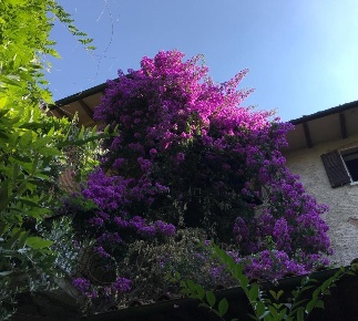 Foto Villa unifamiliare a Pietrasanta di 276 m² con 10 locali in vendita