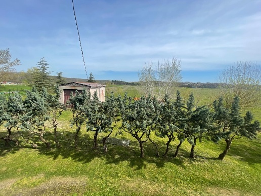 immagine annuncio 1 di 12