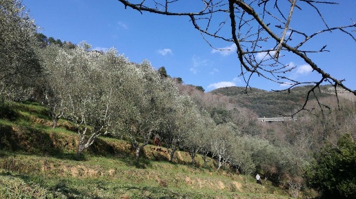 immagine annuncio 3 di 13
