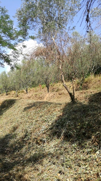immagine annuncio 5 di 13