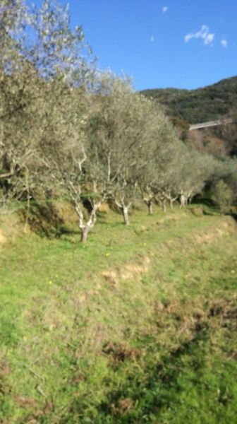 immagine annuncio 8 di 13