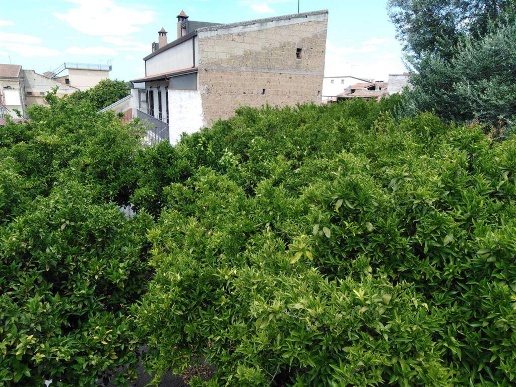immagine annuncio 5 di 14