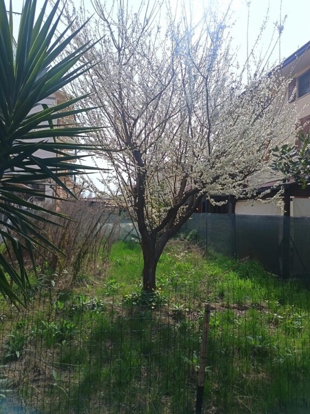 immagine annuncio 1 di 7