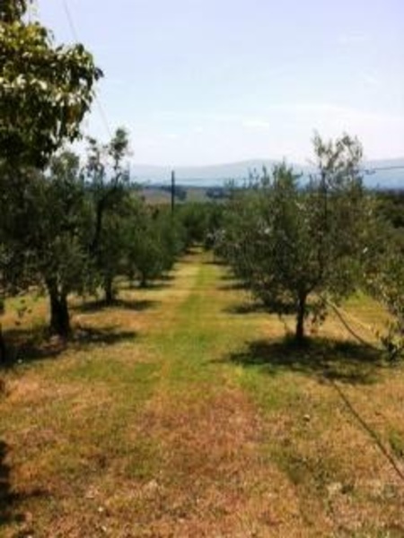 immagine annuncio 6 di 7