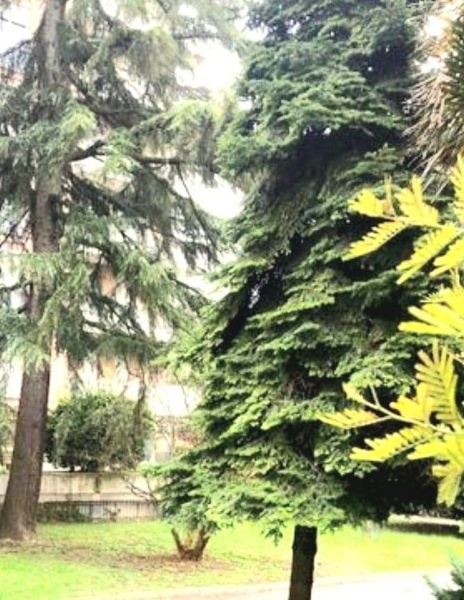 immagine annuncio 9 di 14