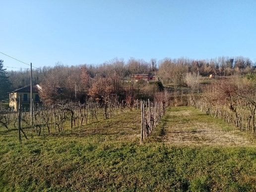 immagine annuncio 1 di 11