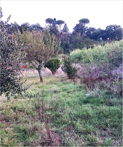 immagine annuncio 11 di 14