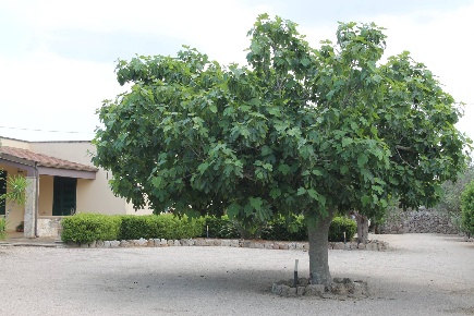 Foto Villa singola in via per castrignano, Corigliano d'Otranto in vendita