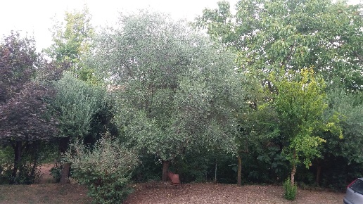 immagine annuncio 5 di 12