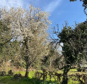 Foto Casa indipendente a Torreglia di 80 m² con 4 locali in vendita