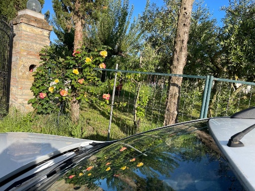 immagine annuncio 12 di 14
