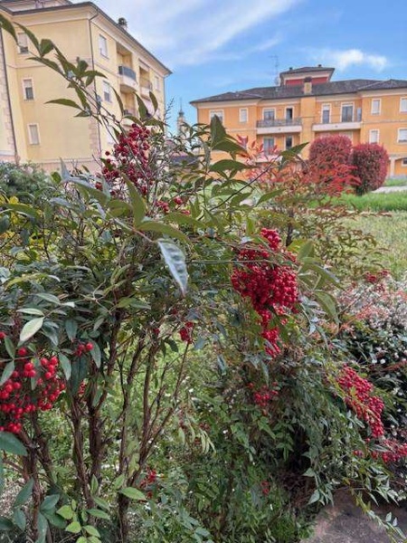 immagine annuncio 2 di 11