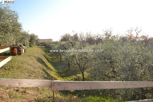 immagine annuncio 5 di 12