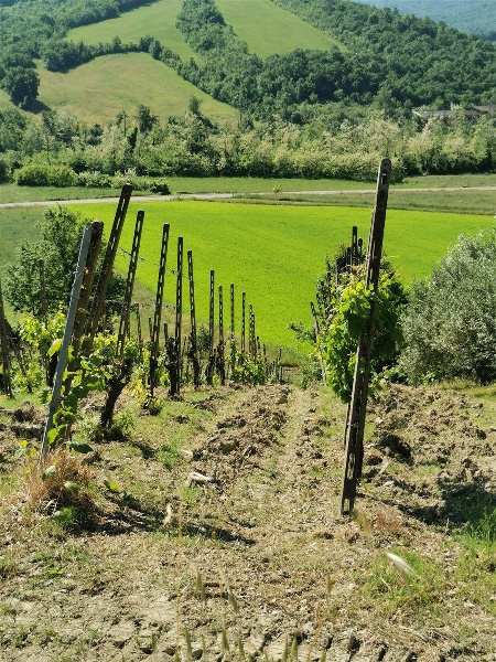 immagine annuncio 9 di 15
