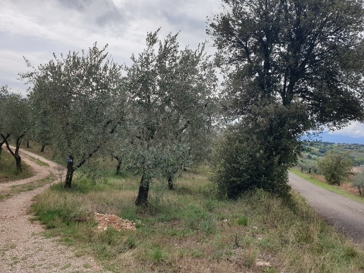 immagine annuncio 8 di 12