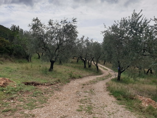 immagine annuncio 9 di 12