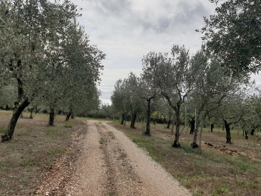 immagine annuncio 10 di 12