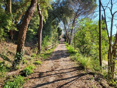 Foto Appartamento a Riparbella in vendita