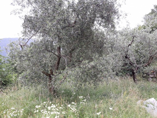 immagine annuncio 4 di 8