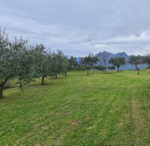 immagine annuncio 10 di 11