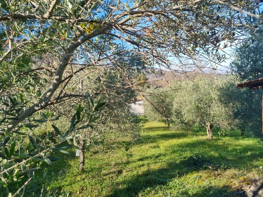 immagine annuncio 4 di 11
