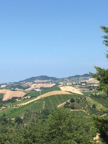 immagine annuncio 3 di 12