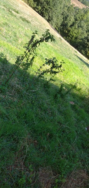 immagine annuncio 4 di 6