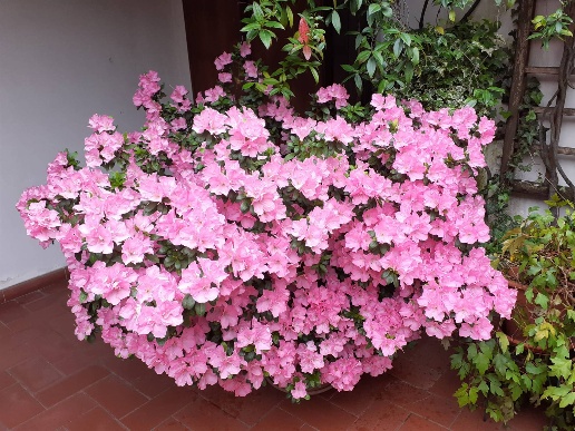 immagine annuncio 2 di 14