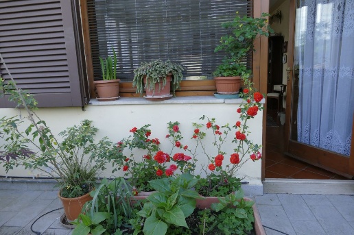 immagine annuncio 11 di 14