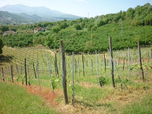 immagine annuncio 4 di 7