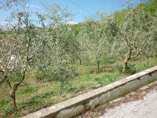immagine annuncio 5 di 7