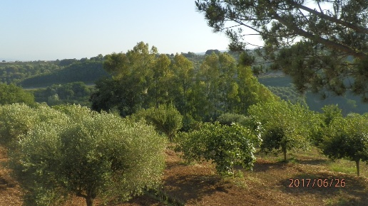 immagine annuncio 3 di 7