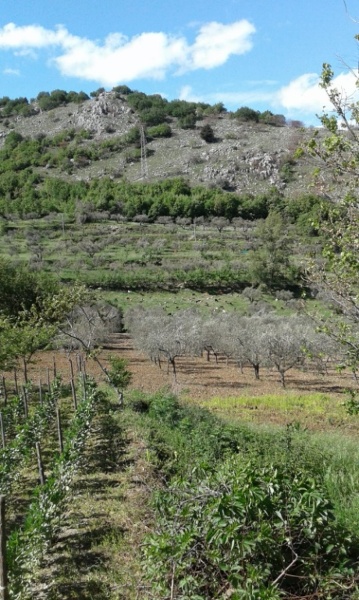 immagine annuncio 1 di 4