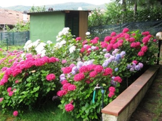immagine annuncio 5 di 9