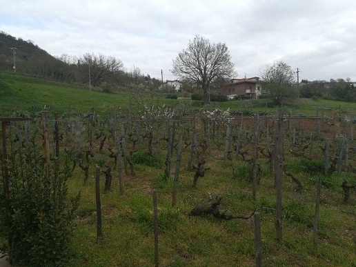 immagine annuncio 5 di 12