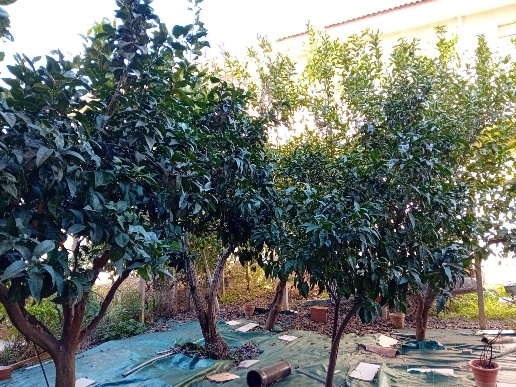 immagine annuncio 9 di 11