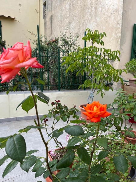 immagine annuncio 5 di 13