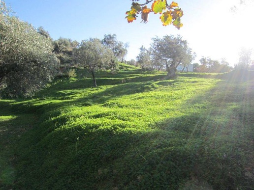 immagine annuncio 5 di 6