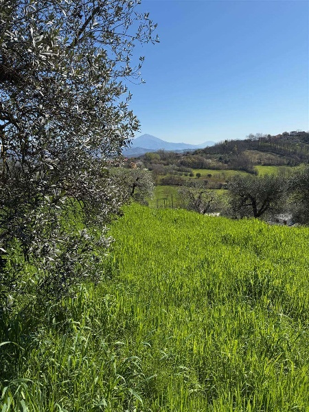 immagine annuncio 5 di 7