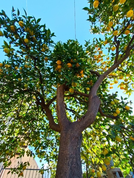 immagine annuncio 2 di 13