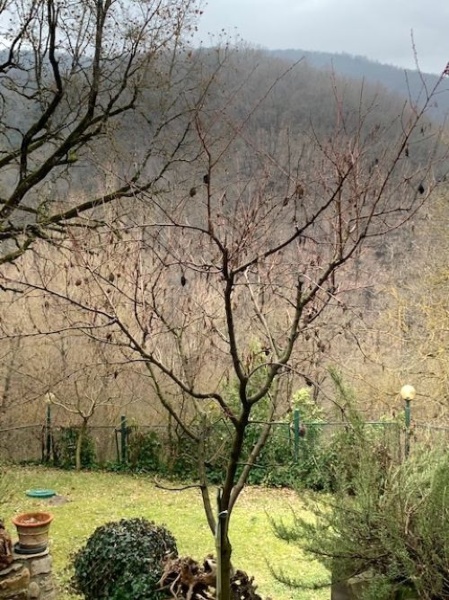 immagine annuncio 11 di 14