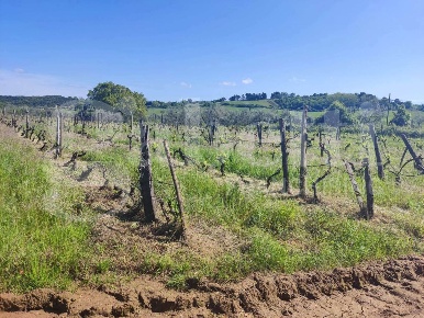 Foto Casa indipendente in montebamboli, Massa Marittima di 175 m²