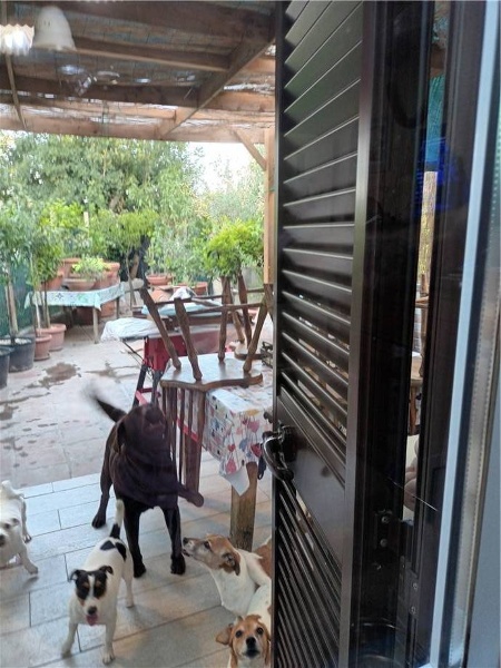 immagine annuncio 7 di 8