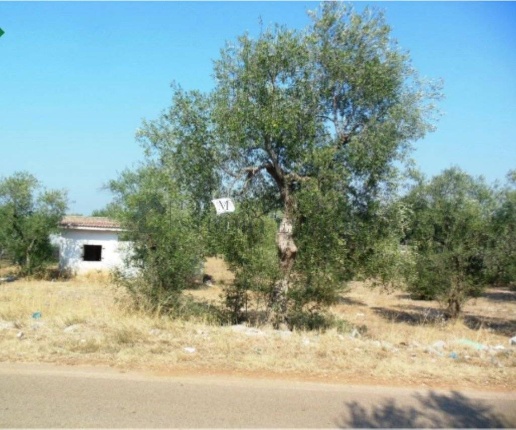 immagine annuncio 3 di 7